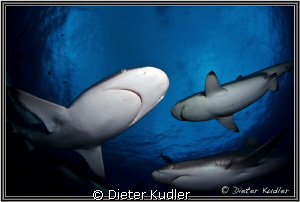 Friends by Dieter Kudler 